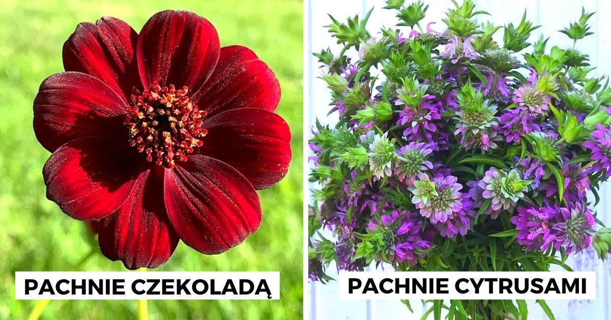 7 niezwykłych roślin ogrodowych, które wydzielają zapachy przypominające niejeden smakołyk