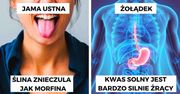 10 zdumiewających ciekawostek o naszym układzie pokarmowym