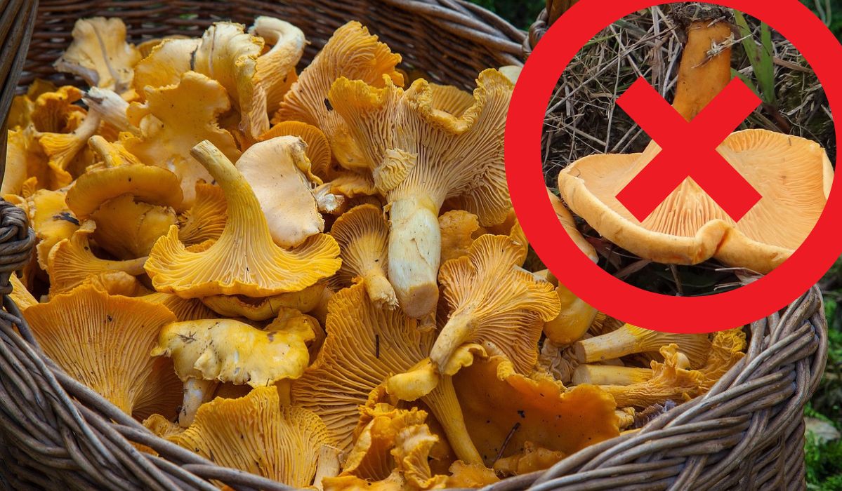 Wyglądają jak popularne grzyby, które Polacy kochają. W rzeczywistości są trujące
