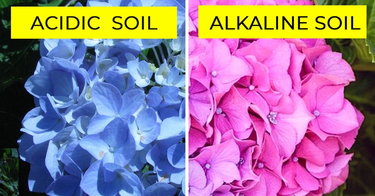 Hydrangea Is like a Chameleon. You Can Easily Change Its Color
