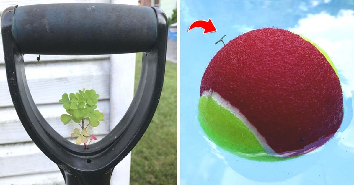 20 Examples How Nature Can Make Fun of Human Beings and Their Civilization