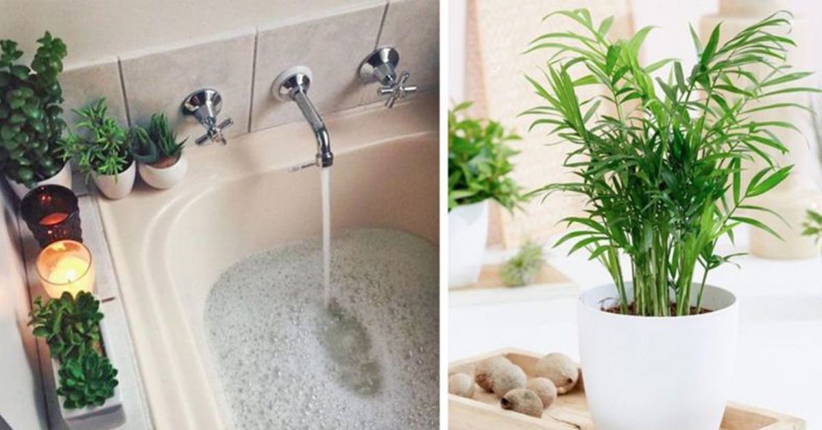 What Plants Can Be Chosen for a Windowless Bathroom? We Know a Few Perfect Candidates!