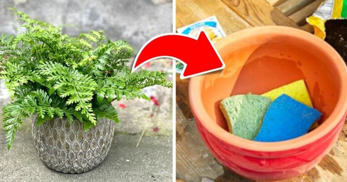 A Sponge Trick to Keep the Moisture Level Steady Preventing Your Plants’ Roots from Rotting