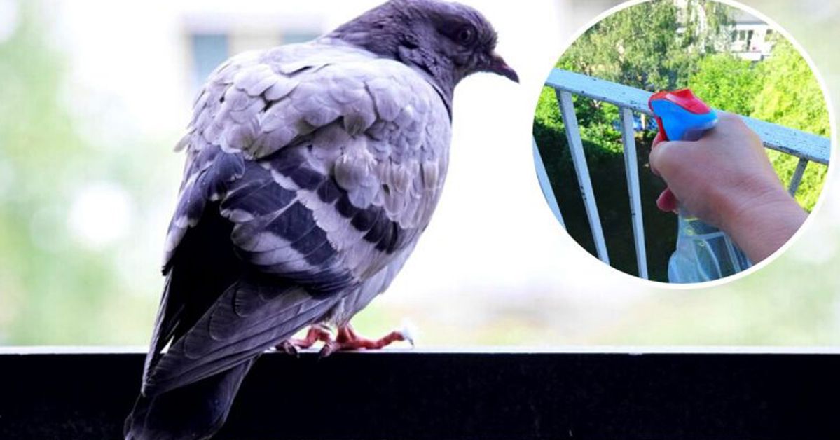 How to Repel Pigeons from the Balcony? The Solution Is in Your Kitchen Cabinet!