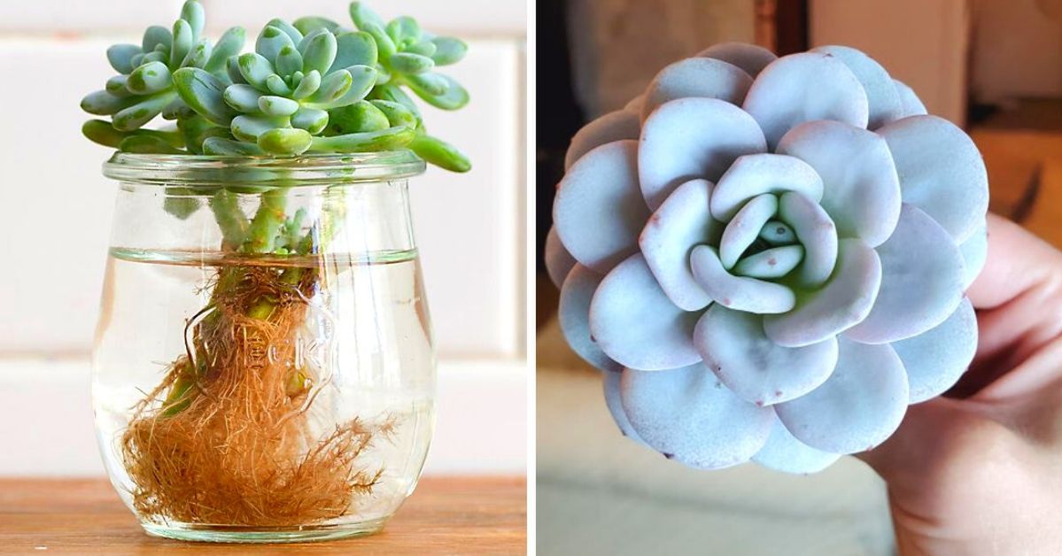 Succulents That Need No Soil. All You Need to Provide to Let Them Grow at Home Is Water