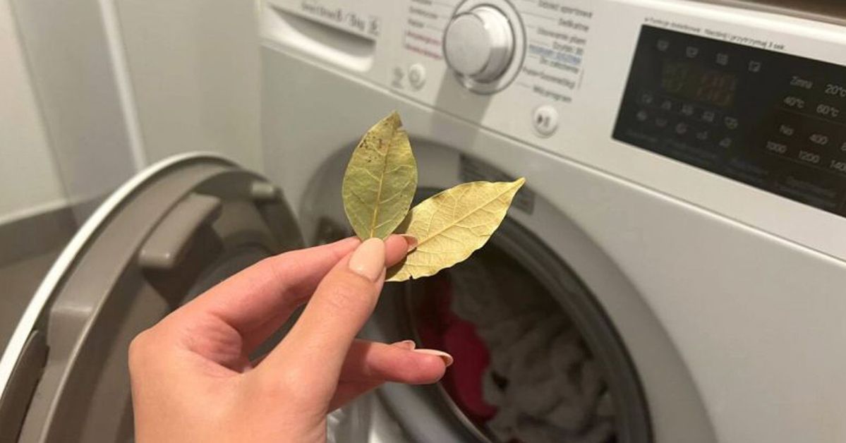 Bay Leaves Are a Natural Remedy for Clothes Dyed during Washing