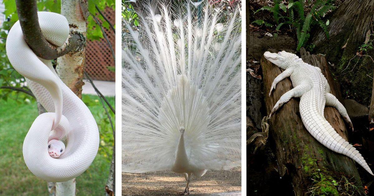 19 Albino Animals Which Look Like Ghosts Roaming the Earth. Their White Color Is So Magnetic