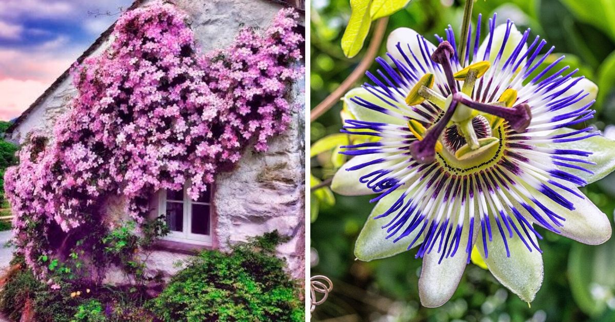10 Most Beautiful Garden Climbers. They Are So Cute That Picking the Prettiest Is Really Hard!