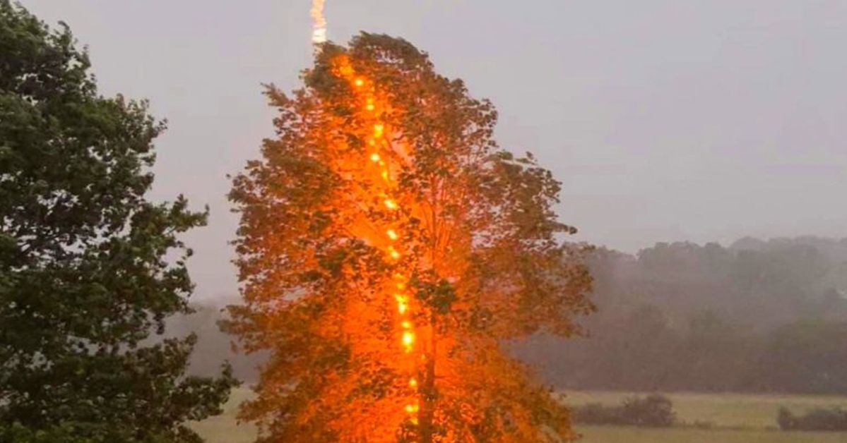 A Photographer Captures the Moment a Lightning Strikes a Tree!