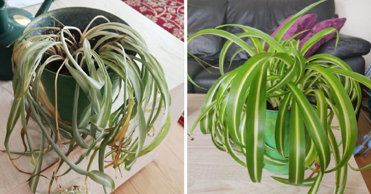 19 Potted Plants That Have Been Brought Back to Life