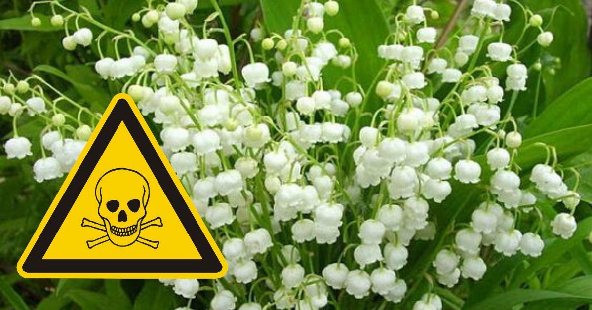 Lily of the Valley – a Sweetly Scented Woodland Flower That Is Highly Poisonous