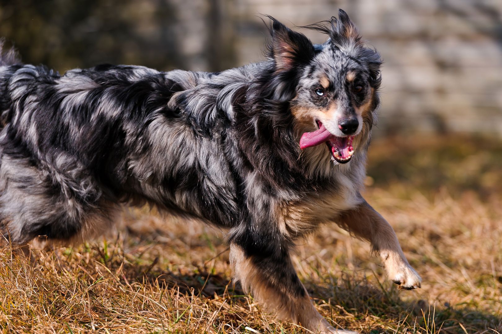 Sprawdzą DNA psich odchodów, by znaleźć bezmyślnych właścicieli