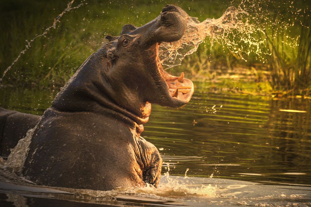 Chiński turysta zabity przez hipopotama. Chciał zrobić mu zdjęcie