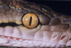 Sensacyjny wątek w sprawie pytona spod Warszawy. Policja bada nowy trop