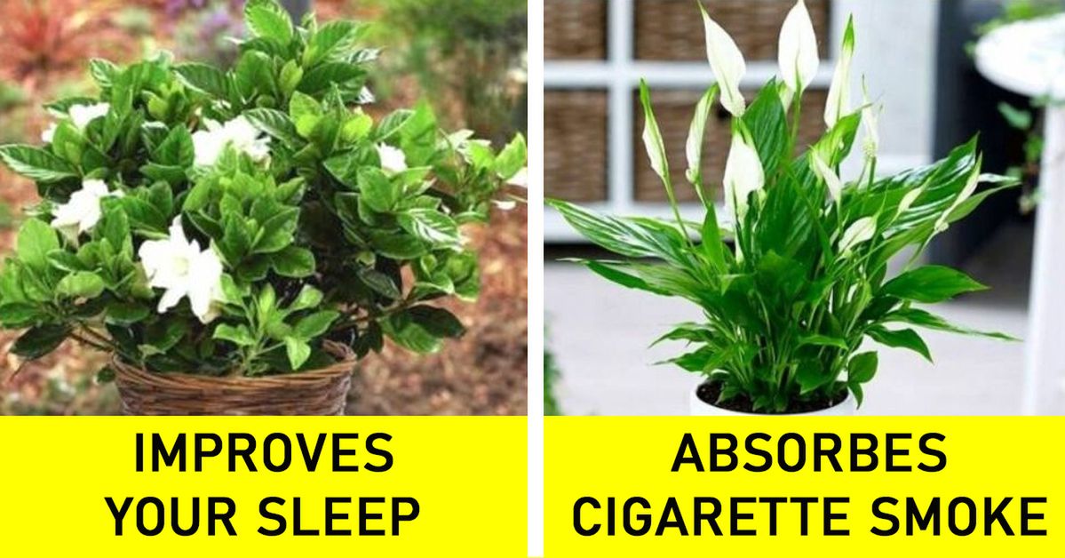20 Plants We Grow at Home That Not Only Look Good but Also Create Healthy Atmosphere