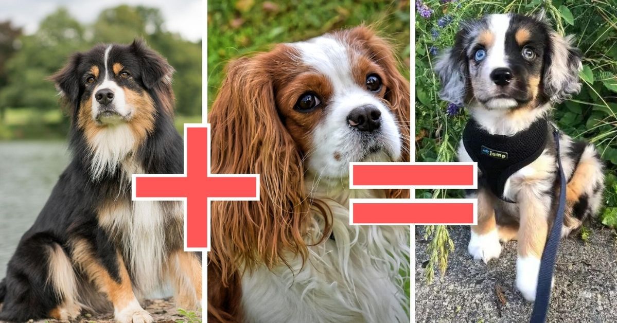 12 niezwykłych krzyżówek psów, które przykują wzrok każdego