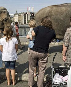 Słonie w stolicy Szajcarii