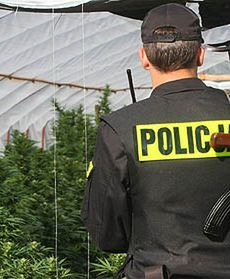 Plantacja jak w Kolumbii