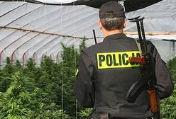 Plantacja jak w Kolumbii