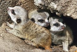 Jak minął tydzień w Polsce