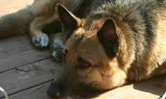 Pies pogryzł 6-latka z Dubina. Są zarzuty dla właściciela owczarka