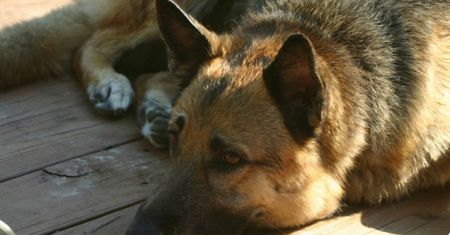 Pies pogryzł 6-latka z Dubina. Są zarzuty dla właściciela owczarka
