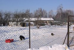 Zobacz zdjęcia ze schroniska w Korabiewicach