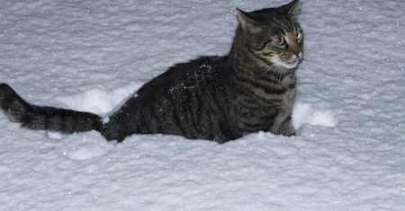 Odwieczni wrogowie: koty kontra śnieg