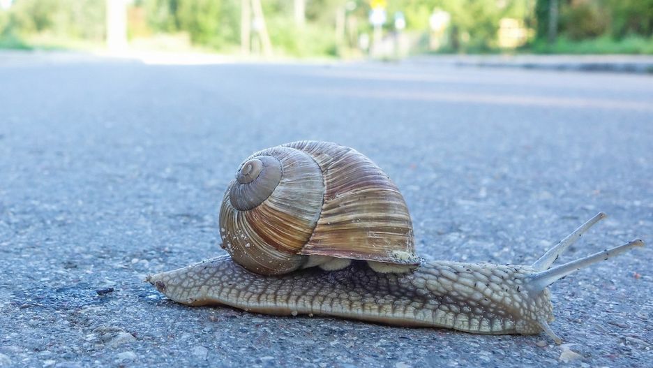 Twój telefon jest powolny jak ślimak? Popraw jego działanie