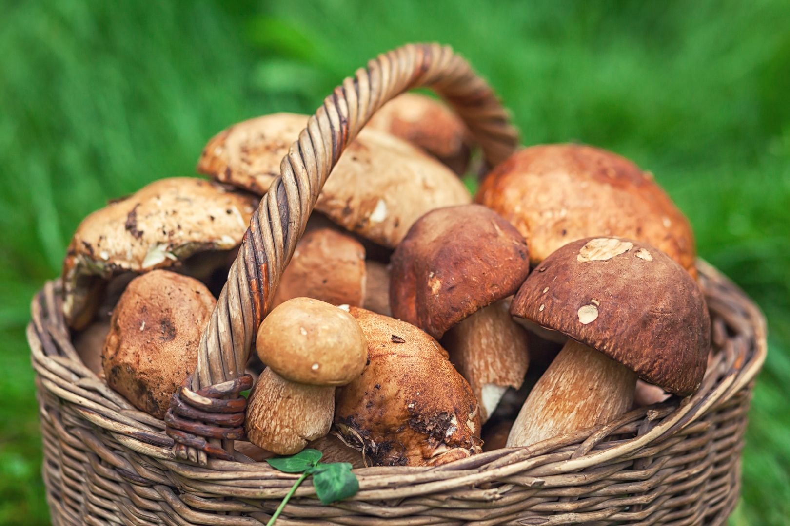 A wicker brown basket with beautiful large forest white mushrooms with rind hats stands on a lawn with bright green grass.  Close up white mushrooms