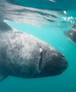 400-letni rekin grenlandzki jest najstarszym żyjącym kręgowcem
