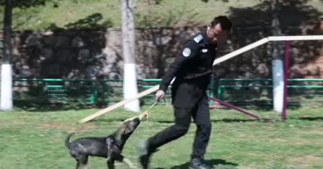 6 sklonowanych psów rozpoczęło służbę w policji