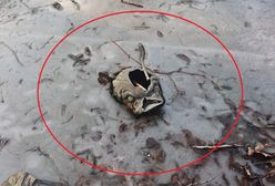 Wandale zdewastowali zabytkowe delfiny w parku Ujazdowskim. "Możliwe, że wrzucili petardy"