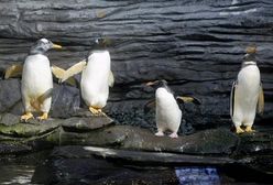 Wojsko odwiezie pingwiny na Antarktydę