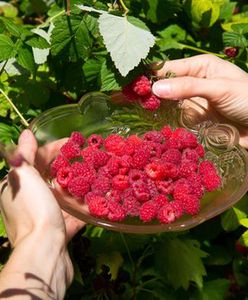 Ceny malin spadają, ale kończy się sezon truskawek