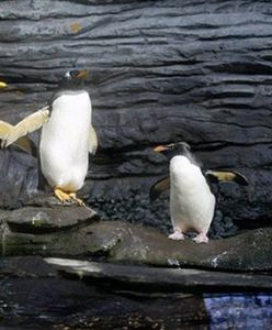 Wojsko odwiezie pingwiny na Antarktydę