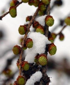 Drogi przejezdne, ale śliskie
