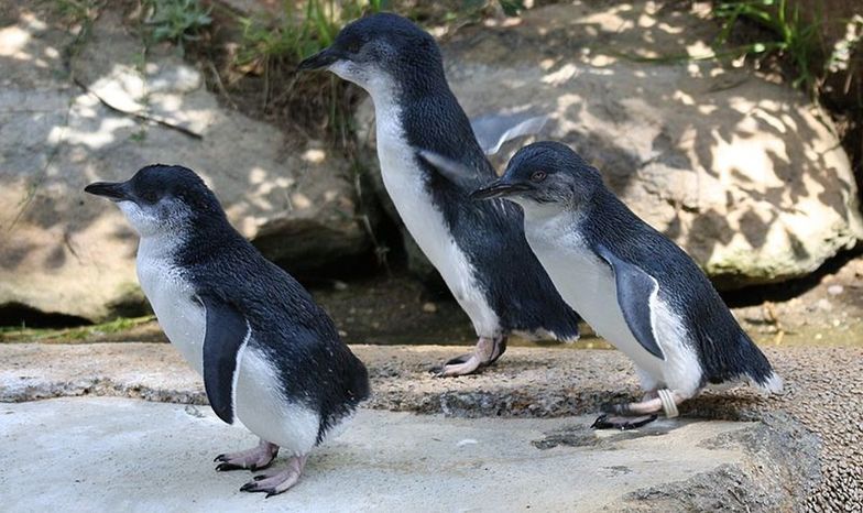 Najmniejsze pingwiny świata zagrożone. Winne globalne ocieplenie