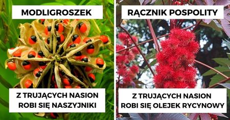 11 wyjątkowo niebezpiecznych roślin, które opanowały ziemię. To zawodowi, zieloni truciciele