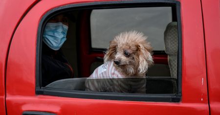 Koronawirus w Chinach. Dramat tysięcy zwierząt. Padają oskarżenia