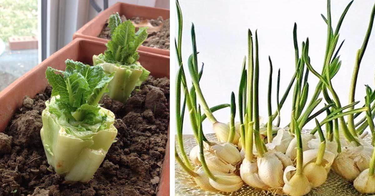 12 fruit and vegetables that can be grown again. Don’t throw away leftovers!