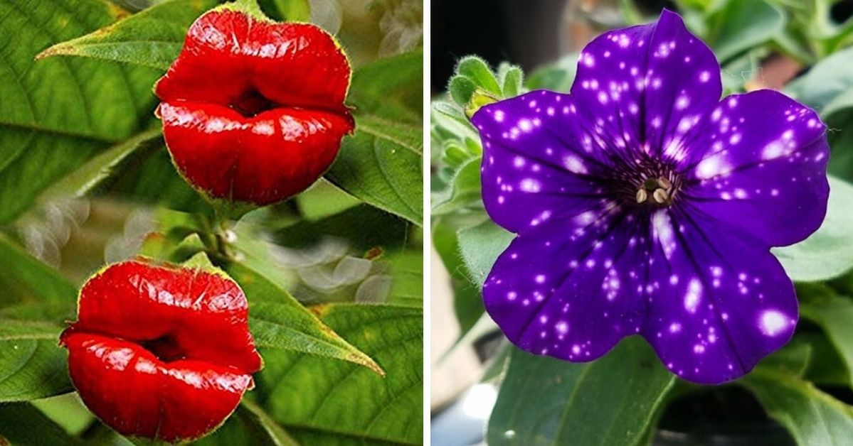 15 Magical Plants Straight From the Lands of Fantasy and Wonders