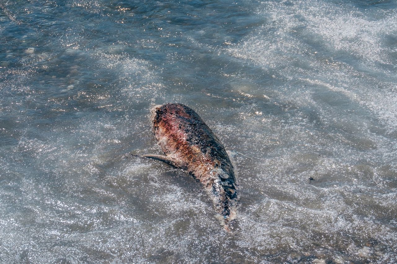 Ocean wyrzucił 1100 martwych delfinów. Były brutalnie okaleczone