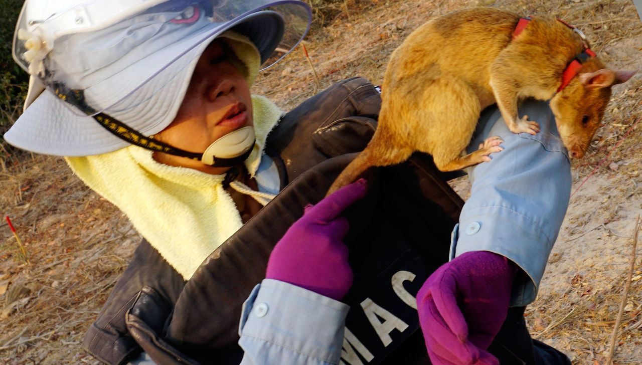 Olbrzymie szczury ratują ludzi