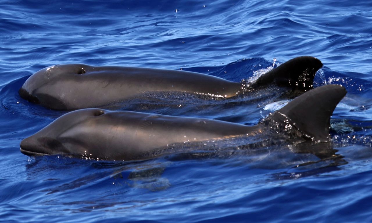 Naukowcy zaobserwowali nowy rodzaj delfinów. Połączyły się z wielorybami