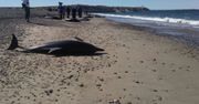 Ocean wyrzucił 61 delfinów na popularną plażę. Większość nie żyje