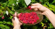 Ceny malin spadają, ale kończy się sezon truskawek