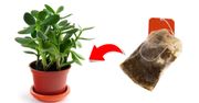 Nie kupuj chemicznych nawozów! Istnieją naturalne sposoby na odżywianie roślin