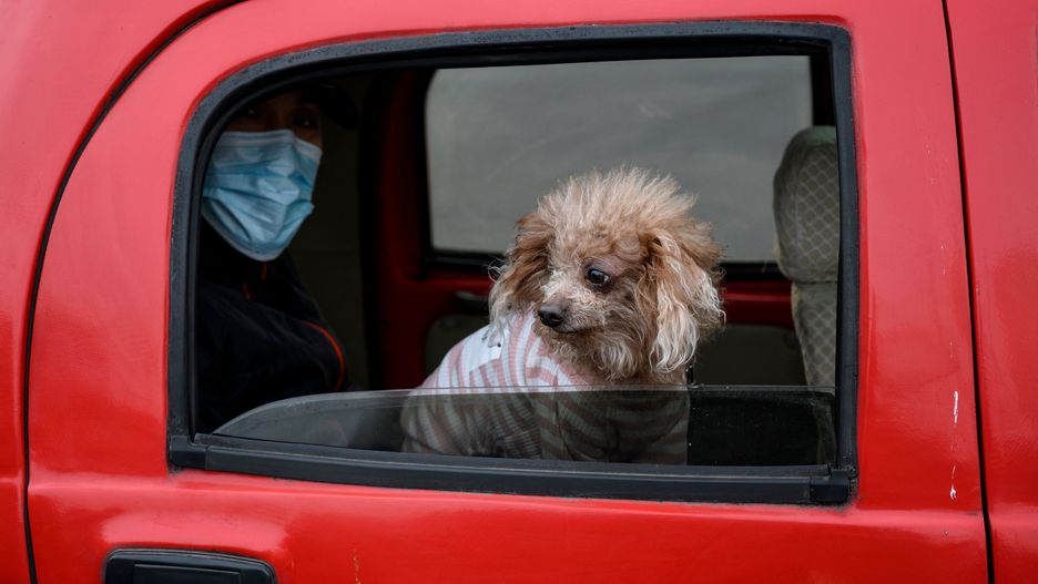 Koronawirus w Chinach. Dramat tysięcy zwierząt. Padają oskarżenia 