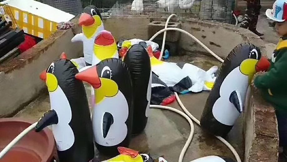Chińskie zoo przygotowało dla swoich gości nietypową atrakcję